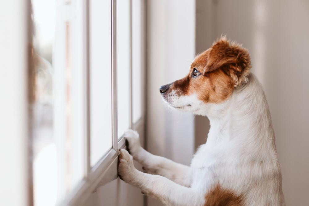 窓の外をみる犬